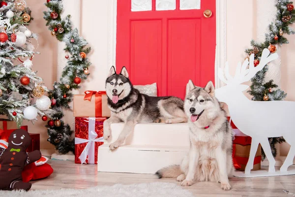 Zwei Huskys Sitzen Atelier Neben Christbaum Und Neujahrsschmuck — Stockfoto