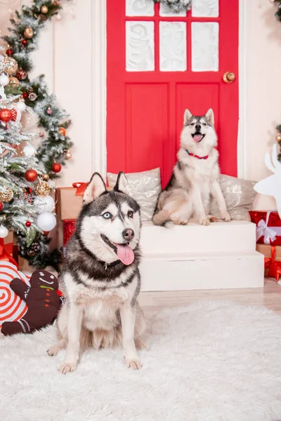 Dos Perros Husky Están Sentados Estudio Cerca Del Árbol Navidad — Foto de Stock