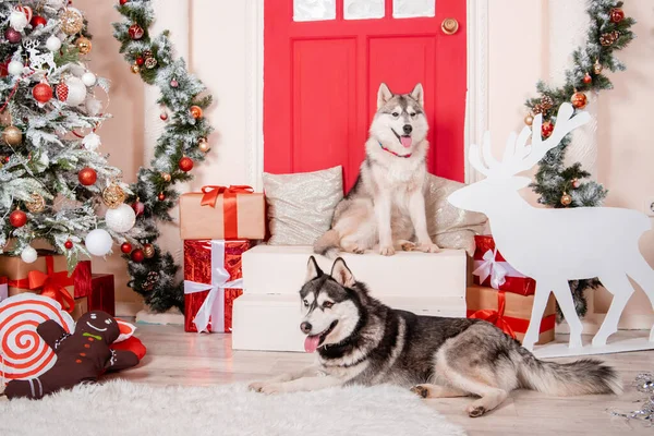 Dva Chraptiví Psi Sedí Studiu Poblíž Vánočního Stromečku Novoroční Výzdoby — Stock fotografie
