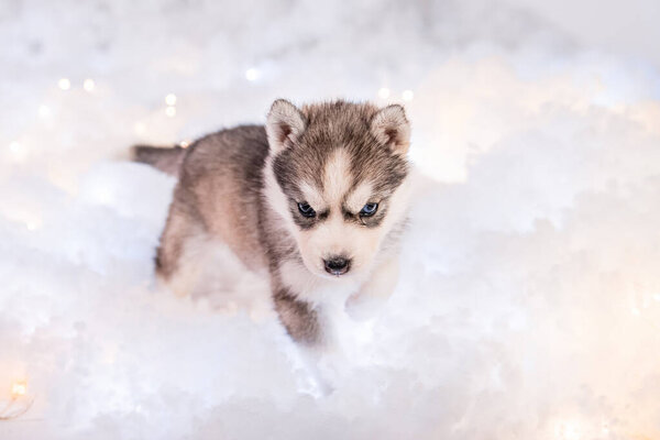 A little one and a half month old husky puppy stand on white fluff with luminous garlands.