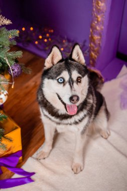 Noel arkaplanındaki Husky cinsinden tuhaf gözlü bir köpeğin portresi..