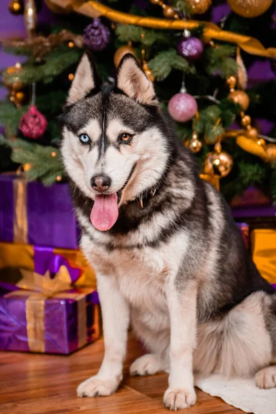 Noel Arkaplanındaki Husky Cinsinden Tuhaf Gözlü Bir Köpeğin Portresi — Stok fotoğraf