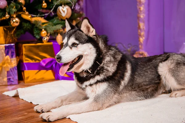 Noel Arkaplanındaki Husky Cinsinden Tuhaf Gözlü Bir Köpeğin Portresi — Stok fotoğraf