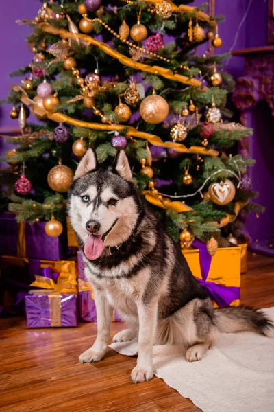 Retrato Perro Ojos Extraños Raza Husky Fondo Navidad — Foto de Stock