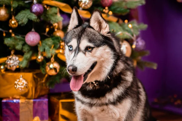 Portrét Divookého Psa Plemene Husky Vánočním Pozadí — Stock fotografie