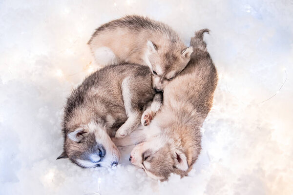 Small one and a half month old husky puppies lie on white fluff with luminous garlands.