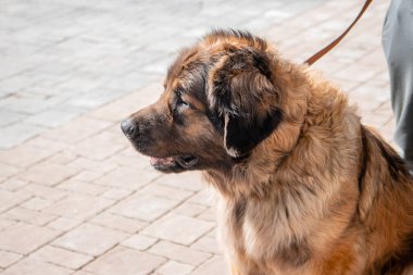 Leonberger soyundan saf bir köpeğin tasmalı portresi sahibinin ve bahar parkının arka planına karşı..