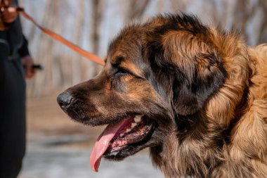 Leonberger soyundan saf bir köpeğin tasmalı portresi sahibinin ve bahar parkının arka planına karşı..