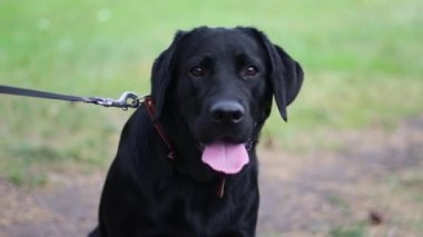 Parkın arka planındaki Labrador cinsi bir kara köpek portresi..