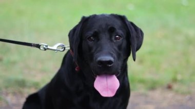 Parkın arka planındaki Labrador cinsi bir kara köpek portresi..