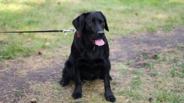 Portret Rasy Czarnego Psa Labrador Tle Bokeh Parku — Wideo stockowe