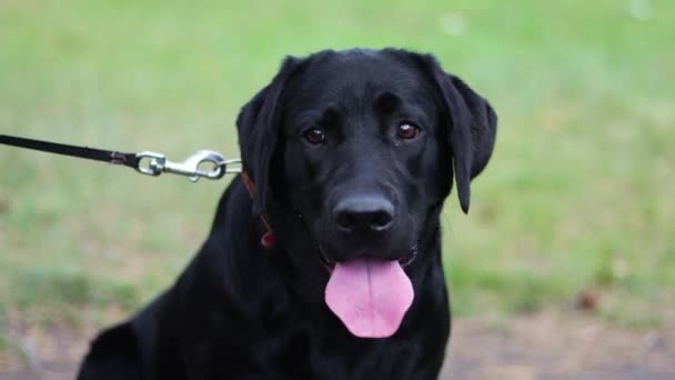 Portré Egy Fekete Kutya Fajta Labrador Háttérben Bokeh Park — Stock videók