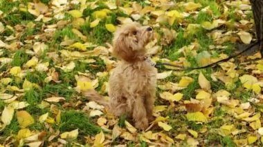 Bir sonbahar parkında çimlerde oturan bir Maltipoo köpeği..