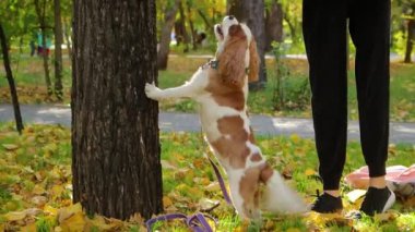 Sonbahar parkında yürüyen Kral Charles Spaniel 'in portresi..