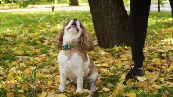 Retrato Cachorro King Charles Spaniel Paseando Por Parque Otoño Por — Vídeos de Stock