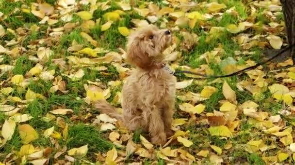 マルティポーの子犬は秋の公園で芝生の上に座っています — ストック動画