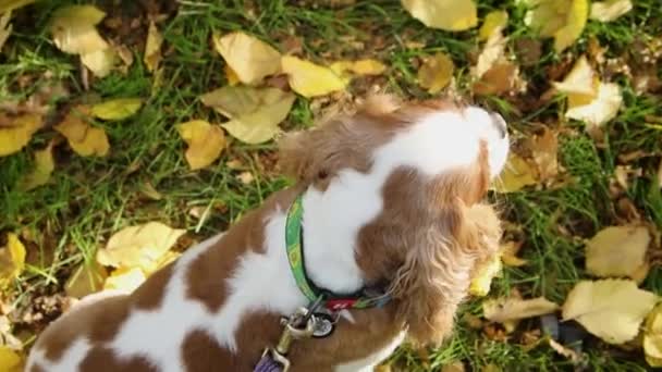 夜の秋の公園を歩いている王チャールズ スパニエル犬の肖像画 — ストック動画