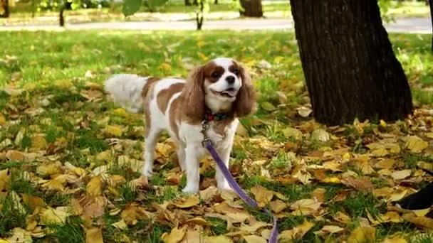 Retrato Cachorro King Charles Spaniel Paseando Por Parque Otoño Por — Vídeo de stock