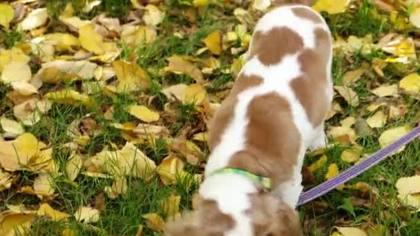 Portrait King Charles Spaniel Puppy Walking Autumn Park Evening — Stock Video