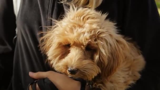 Ritratto Cucciolo Maltipoo Nelle Mani Del Suo Proprietario Sullo Sfondo — Video Stock