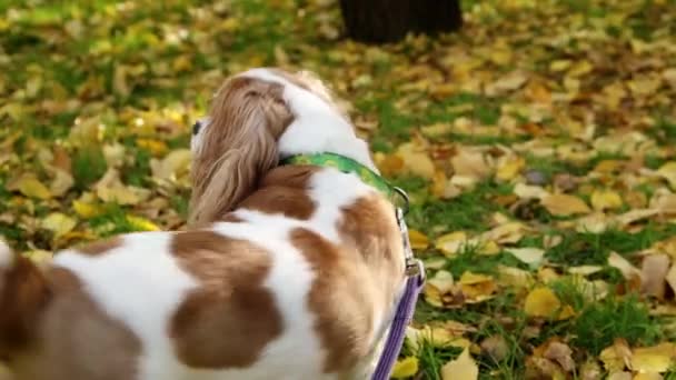 Retrato Cachorro King Charles Spaniel Paseando Por Parque Otoño Por — Vídeo de stock