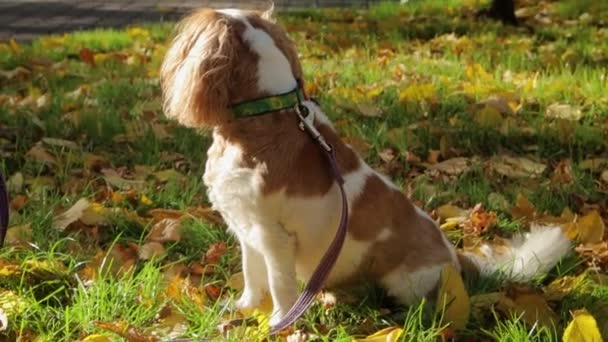 夜の秋の公園を歩いている王チャールズ スパニエル犬の肖像画 — ストック動画