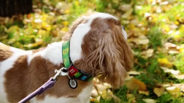 Portret Van Een Koning Charles Spaniel Puppy Wandelen Het Najaar — Stockvideo