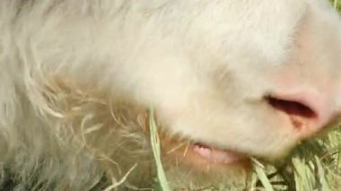 Saman yiyen bir öküzün kafasının yakın çekimi..