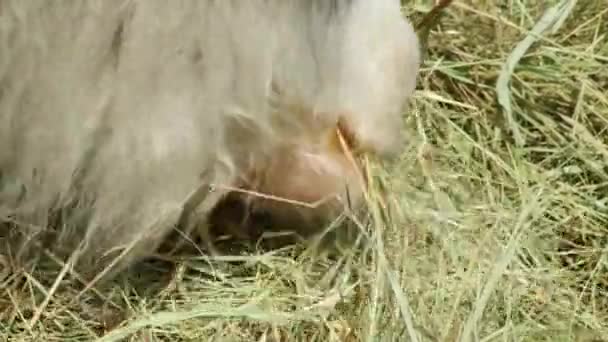 ヤクを食べる干し草の頭のクローズアップ — ストック動画