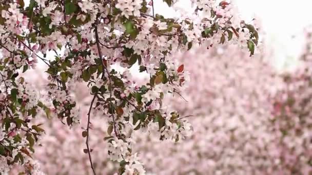 Närbild Blommande Äppelträd Gren Mot Bakgrund Bokeh Blommor — Stockvideo