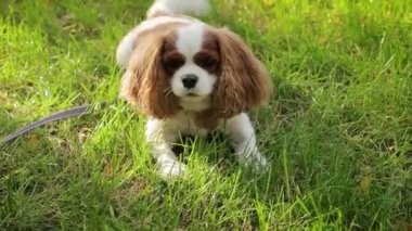 Bir sonbahar parkında akşamları çimlerde yürüyen Kral Charles Spaniel 'in portresi..