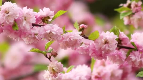 Virágzó Rózsaszín Sakura Virágok Közelsége Sima Kameramozgás Szelektív Fókusz — Stock videók