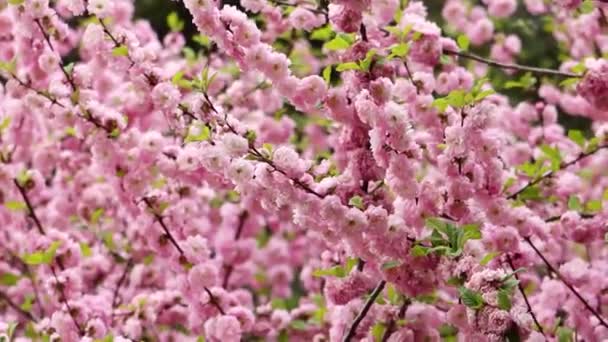 咲くピンクの桜の花のクローズアップ スムーズなカメラの動き 選択的な焦点 — ストック動画