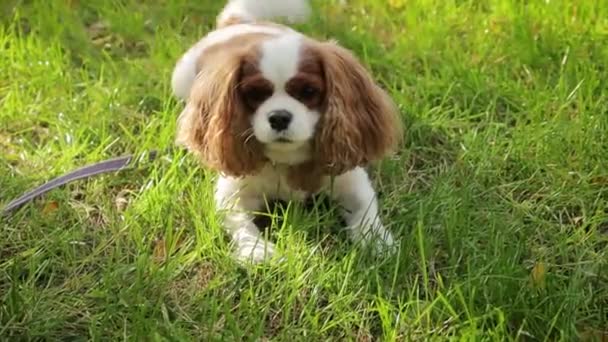 キングチャールズ スパニエル犬の肖像画 秋の公園で芝生を歩く — ストック動画