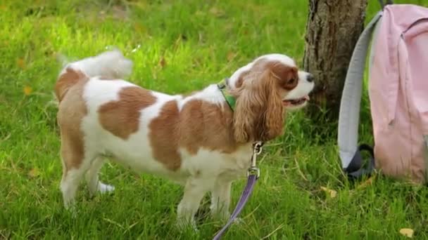 キングチャールズ スパニエル犬の肖像画 秋の公園で芝生を歩く — ストック動画