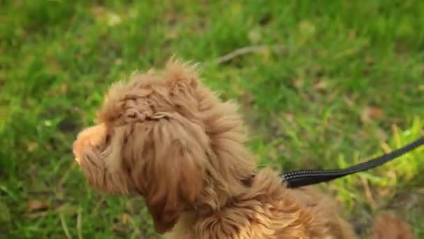 Cachorro Maltipoo Senta Gramado Parque Outono — Vídeo de Stock