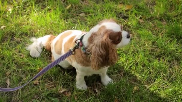 Portrait King Charles Spaniel Puppy Walking Lawn Evening Autumn Park — Stock Video