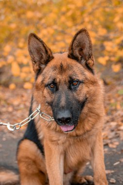 Bir sonbahar parkında tasmalı bir Alman çoban köpeği portresi..