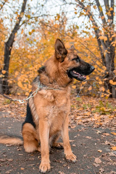 Bir sonbahar parkında tasmalı bir Alman çoban köpeği portresi..