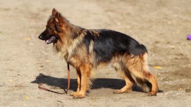 Alman kurdu ayakta duruyor, Shepherd duruşu. Köpek dili dışarı sarkmış halde nefes alır..