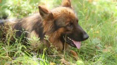Bir yaz parkında çimlerin üzerinde yatan bir Alman çoban köpeği portresi..