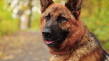 Bir Alman çoban köpeğinin yakın plan portresi bir sonbahar parkının arka planına karşı..