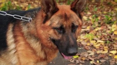 Bir Alman çoban köpeğinin yakın plan portresi bir sonbahar parkının arka planına karşı..