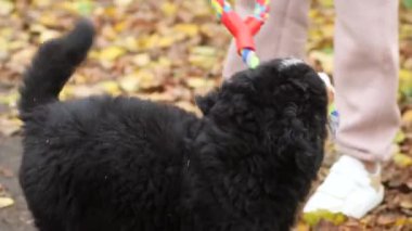 Bernese Dağ Köpeği cinsinden bir köpek sahibi ile oynuyor. Oyuncak bir halatla çekiştirip duruyor..