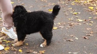 Bernese Dağ Köpeği cinsinden bir köpek sahibi ile oynuyor. Oyuncak bir halatla çekiştirip duruyor..