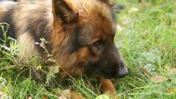 Bir Yaz Parkında Çimlerin Üzerinde Yatan Bir Alman Çoban Köpeği — Stok video