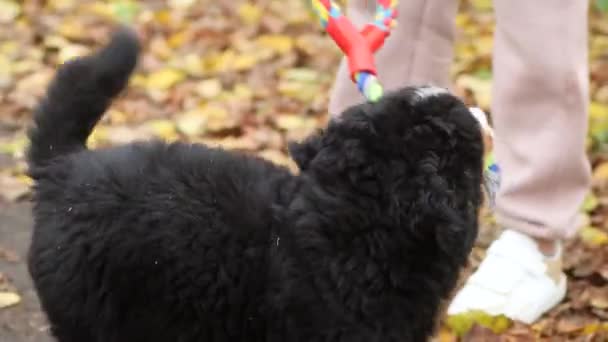 Cachorro Raza Bernese Mountain Dog Juega Con Dueño Tirando Guerra — Vídeo de stock