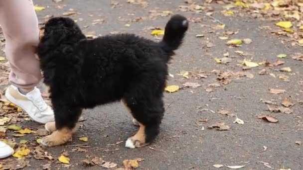 Bernese Mountain Dog 품종의 강아지는 장난감 밧줄로 전쟁을 일으킵니다 — 비디오