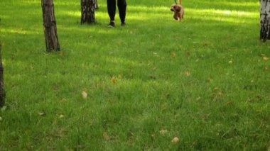 Ağır çekimde, bir Maltipoo yavrusu sahibi ile birlikte bir park çimenliğinde koşar. Seçici odak.
