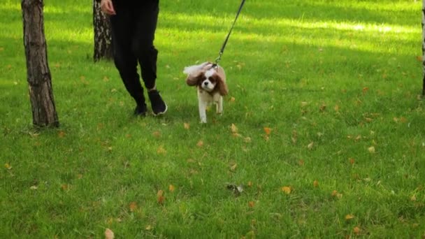 スローモーション キャバリア王チャールズ スパニエル犬は公園の芝生に沿って所有者の隣で走ります — ストック動画